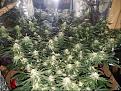 Click image for larger version

Name:	Jan 17 update flower room 1.jpg
Views:	464
Size:	282.0 KB
ID:	43809