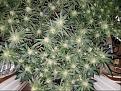 Click image for larger version

Name:	Jan 17 update flower room 2.jpg
Views:	470
Size:	302.8 KB
ID:	43810