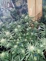 Click image for larger version

Name:	Jan 17 update Jack Herer 1.jpg
Views:	431
Size:	271.7 KB
ID:	43812