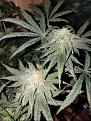 Click image for larger version

Name:	Jan 17 update Jack Herer 2.jpg
Views:	462
Size:	248.8 KB
ID:	43813