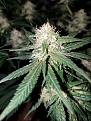 Click image for larger version

Name:	Jan 17 update Super Lemon Haze 2.jpg
Views:	438
Size:	212.9 KB
ID:	43817