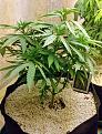 Click image for larger version  Name:	Original Berry Victory Seeds Bud Aroma.jpg Views:	1 Size:	2.76 MB ID:	124217