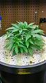 Click image for larger version  Name:	Auto Chronic Victory Seeds Bud Aroma.jpg Views:	1 Size:	4.04 MB ID:	124219