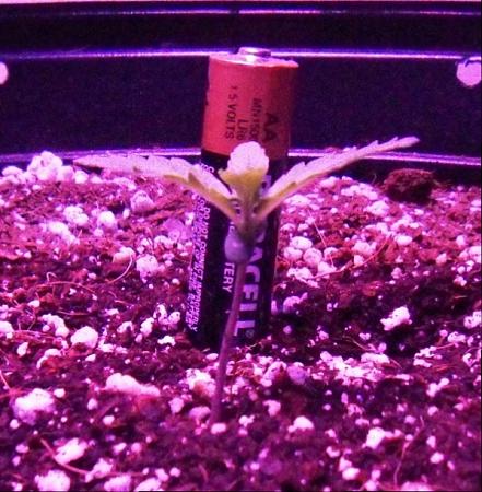Click image for larger version  Name:	Bonsai Bud Day 10.jpg Views:	2 Size:	319.6 KB ID:	106047