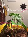 Click image for larger version

Name:	leaves.jpg
Views:	108
Size:	4.6 KB
ID:	14184