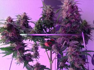 Click image for larger version

Name:	IMG_1587.JPG
Views:	475
Size:	2.93 MB
ID:	53605