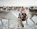 Click image for larger version

Name:	Norway-Sami-People-with-Reindeers.jpg
Views:	398
Size:	259.0 KB
ID:	156986