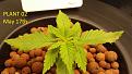 Click image for larger version

Name:	2020-05-17 seedling 02 burnt 1.jpg
Views:	986
Size:	396.5 KB
ID:	412386