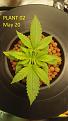 Click image for larger version

Name:	2020-05-20 seedling 02 close up.jpg
Views:	993
Size:	384.3 KB
ID:	412387