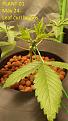 Click image for larger version

Name:	2020-05-24 seedling 01 close up.jpg
Views:	985
Size:	497.5 KB
ID:	412388
