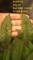 Click image for larger version

Name:	2020-05-29 plant 02 leaf damage spreading.jpg
Views:	995
Size:	406.8 KB
ID:	412379