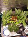 Click image for larger version

Name:	2020-05-31 plant 01 defoliated.jpg
Views:	937
Size:	2.91 MB
ID:	412382