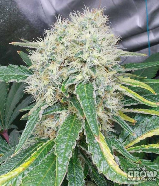 Click image for larger version

Name:	THC-Bomb-3827pdyr38xjo62mw66adm.jpg
Views:	351
Size:	149.6 KB
ID:	412482