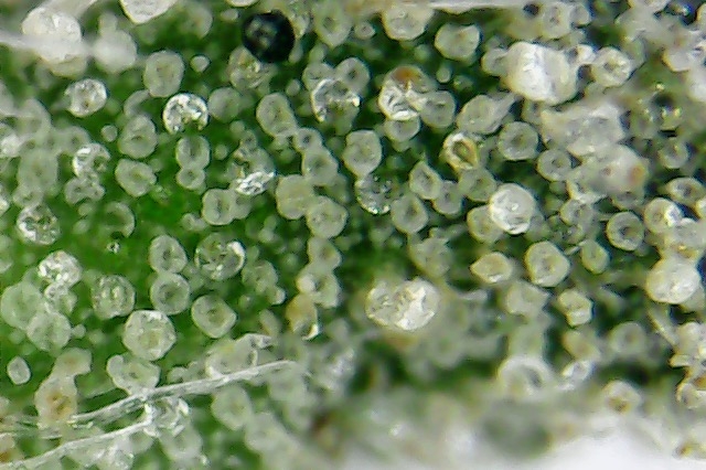 Click image for larger version

Name:	mites 3.jpg
Views:	103
Size:	207.7 KB
ID:	103922