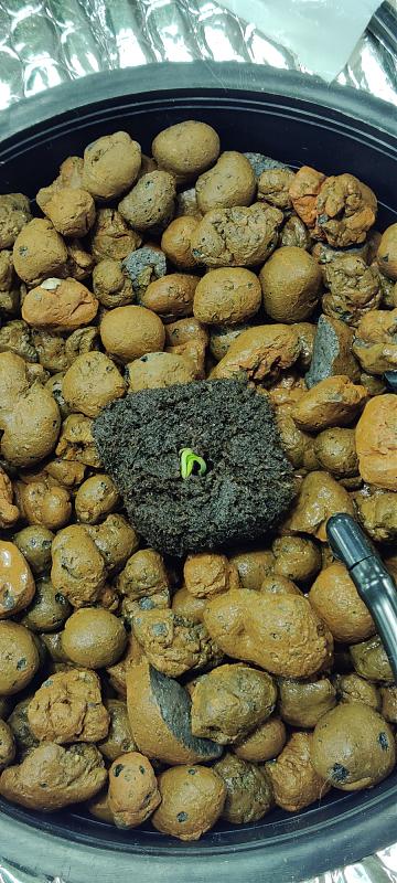 Click image for larger version

Name:	right seed 05-12-2020.jpg
Views:	430
Size:	723.0 KB
ID:	403952