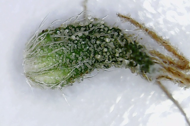 Click image for larger version

Name:	mites 2.jpg
Views:	114
Size:	147.7 KB
ID:	103923