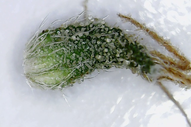 Click image for larger version

Name:	mites 2.jpg
Views:	101
Size:	147.7 KB
ID:	103923