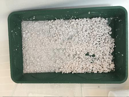Click image for larger version

Name:	2017-06-16 Tray with Perlite.JPG
Views:	302
Size:	294.5 KB
ID:	105839