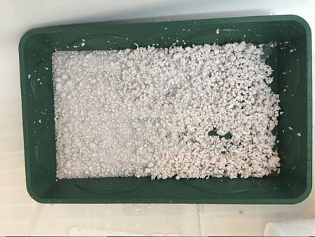 Click image for larger version

Name:	2017-06-16 Tray with Perlite.JPG
Views:	265
Size:	294.5 KB
ID:	105839