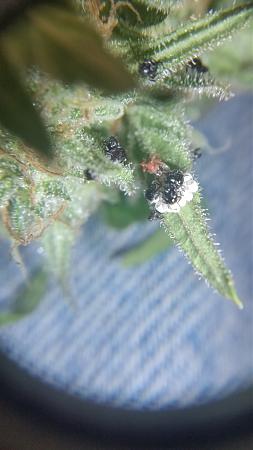 Click image for larger version

Name:	bugs.jpg
Views:	468
Size:	419.5 KB
ID:	2934
