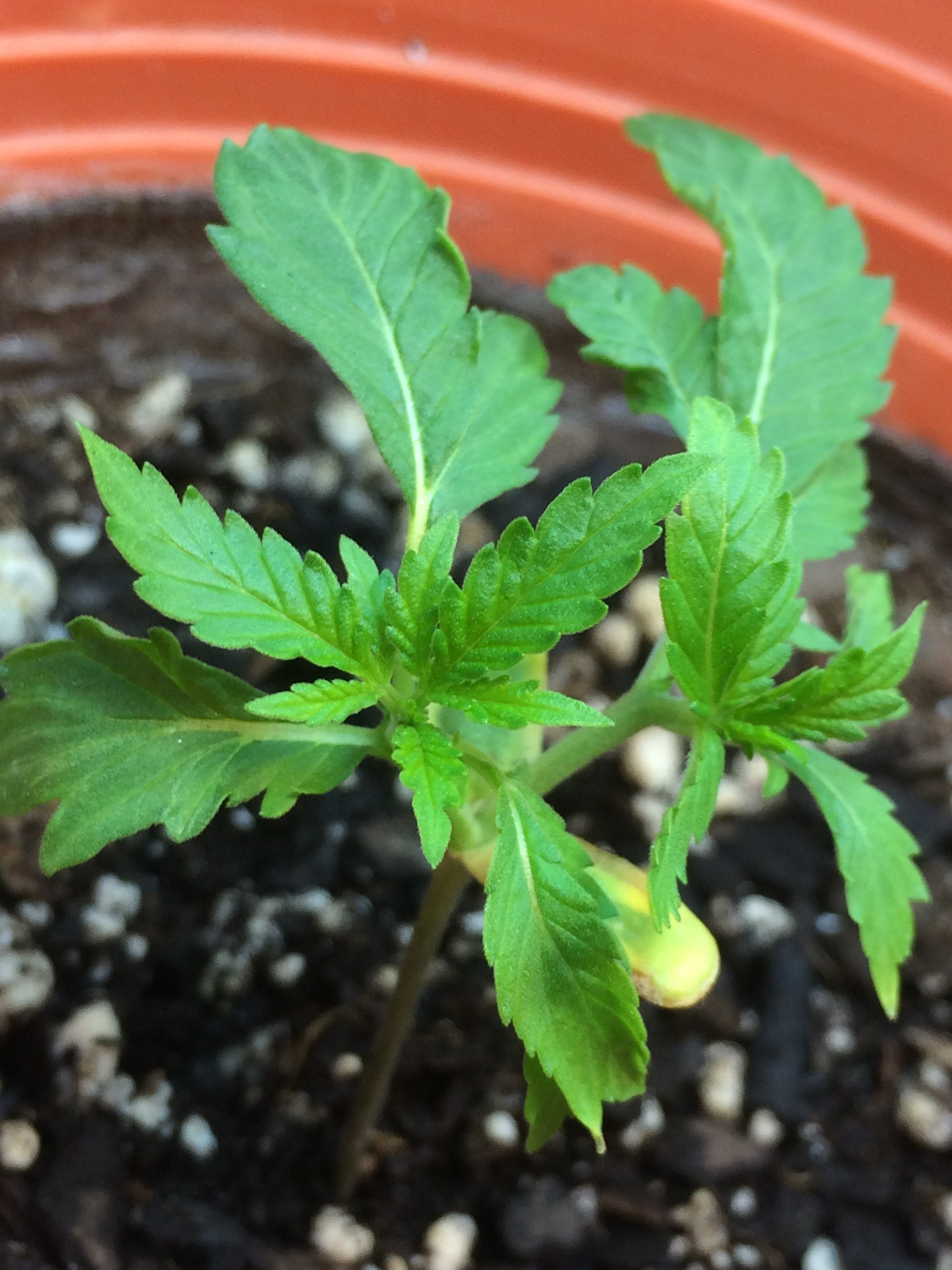 Weird tri-leaf - GrowWeedEasy.com Cannabis Growing Forum