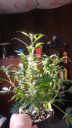 Click image for larger version

Name:	20170420_184017.jpg
Views:	198
Size:	4.61 MB
ID:	82334