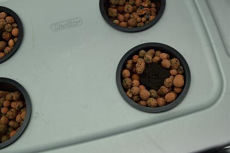 Click image for larger version

Name:	sprouted.JPG
Views:	235
Size:	5.03 MB
ID:	6406