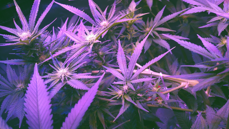 Click image for larger version

Name:	BD Week 13 buds.png
Views:	244
Size:	1.19 MB
ID:	293354
