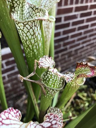 Click image for larger version

Name:	mantis2.JPG
Views:	1224
Size:	233.5 KB
ID:	413369