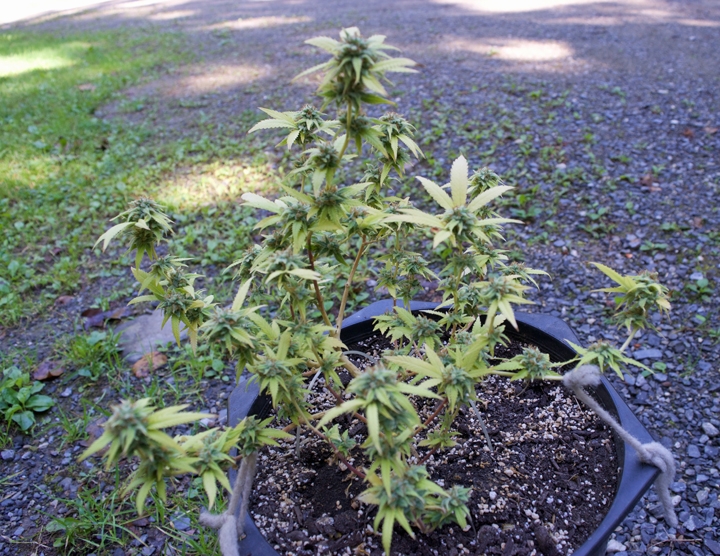 Click image for larger version

Name:	Example-Plant.jpg
Views:	249
Size:	437.0 KB
ID:	132631