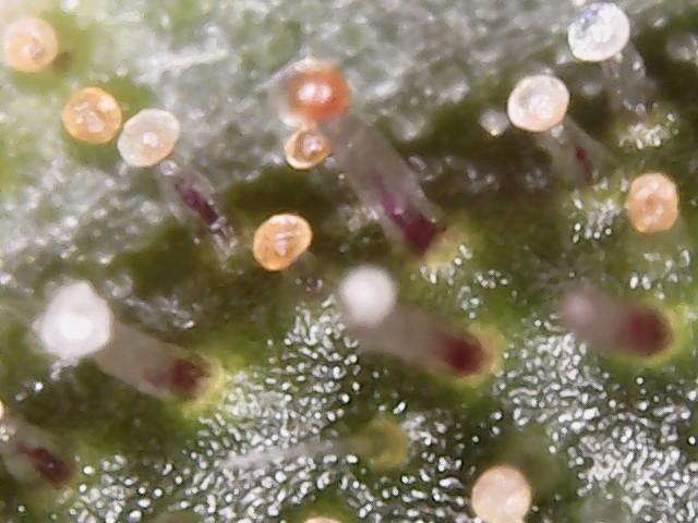 Tips on how to view trichomes clearly - GrowWeedEasy.com Cannabis Growing  Forum