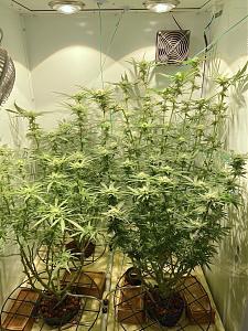 Click image for larger version

Name:	wk5 new copy.jpg
Views:	494
Size:	531.3 KB
ID:	413859
