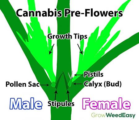 Click image for larger version

Name:	cannabis-preflowers-diagram.jpg
Views:	241
Size:	109.8 KB
ID:	378850