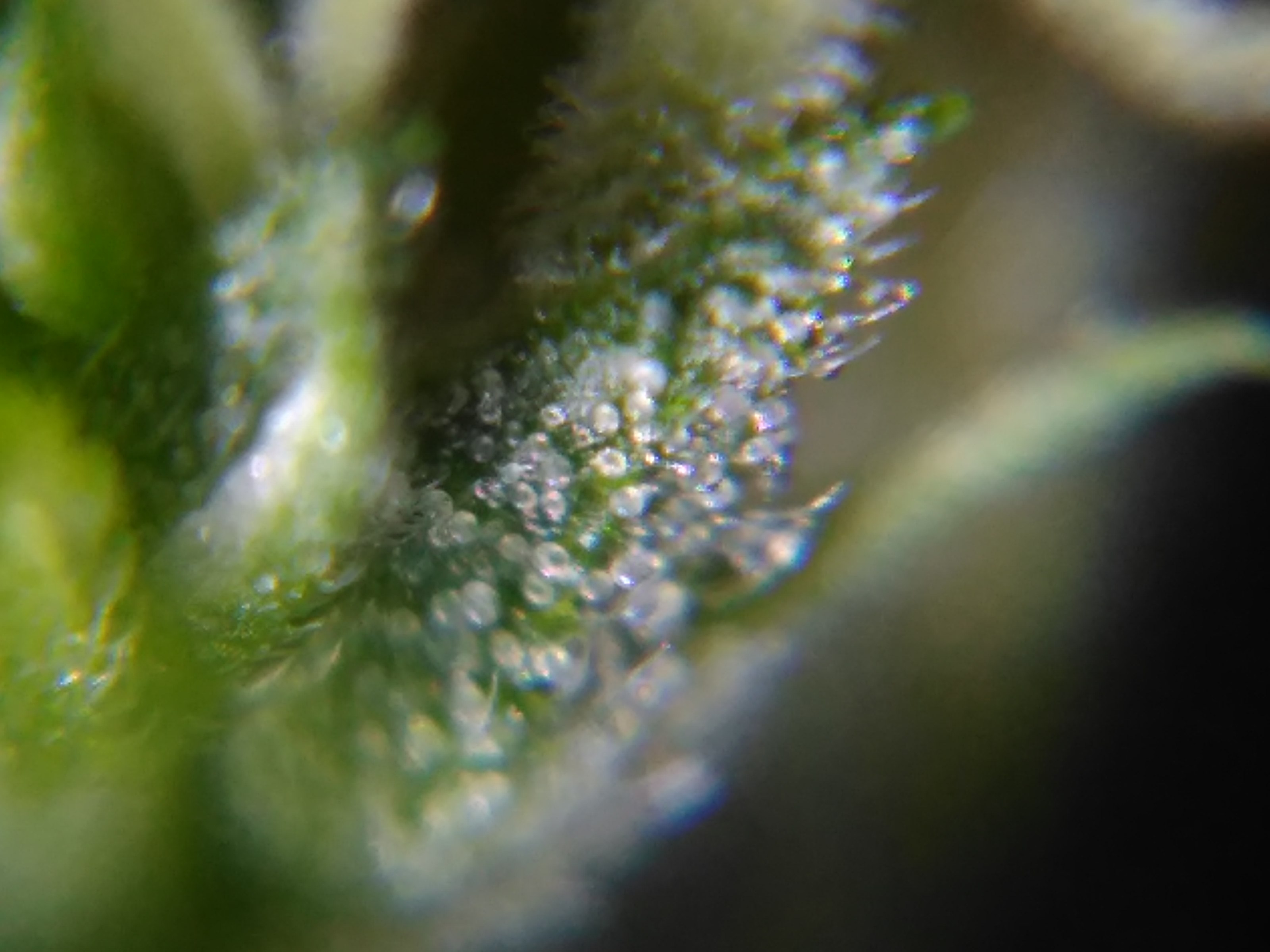 What is the absolute best trichome microscope out there? - Harvesting - I  Love Growing Marijuana Forum