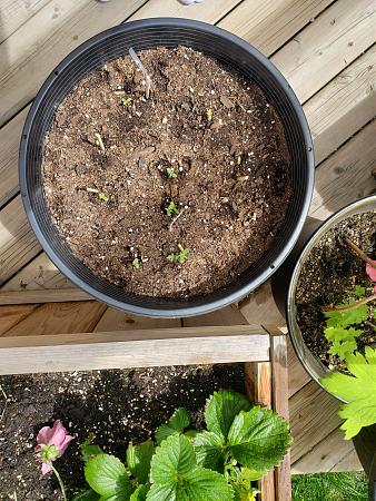 Click image for larger version

Name:	20190602_135858[1].jpg
Views:	205
Size:	4.06 MB
ID:	313464