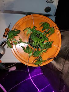 Click image for larger version

Name:	20190610_160420[1].jpg
Views:	276
Size:	1.80 MB
ID:	314883