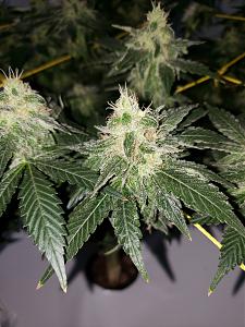 Click image for larger version

Name:	20190811_090607[1].jpg
Views:	217
Size:	2.89 MB
ID:	329525