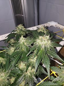 Click image for larger version

Name:	20190811_090627[1].jpg
Views:	209
Size:	3.40 MB
ID:	329527