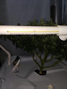 Click image for larger version

Name:	20190811_090601[1].jpg
Views:	209
Size:	1.73 MB
ID:	329524