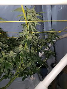 Click image for larger version

Name:	20190811_090620[1].jpg
Views:	231
Size:	2.33 MB
ID:	329526