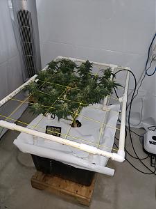 Click image for larger version

Name:	20190811_090553[1].jpg
Views:	243
Size:	2.00 MB
ID:	329523