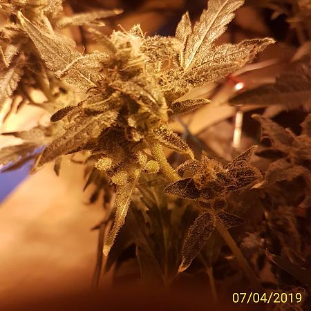 Click image for larger version

Name:	Thing 1.swollen calyx.jpg
Views:	357
Size:	630.2 KB
ID:	303346