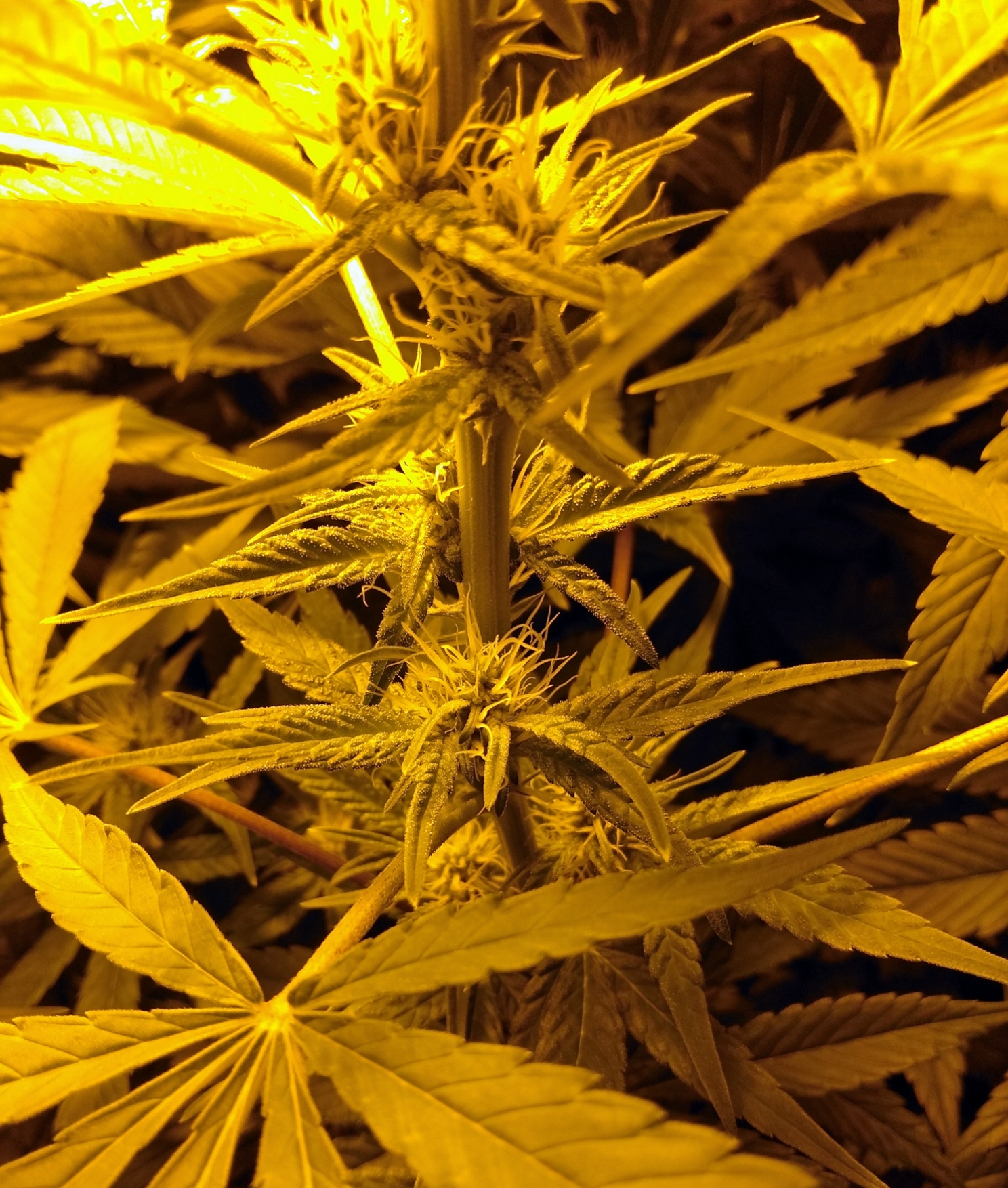 Click image for larger version

Name:	White Poison Day 62-close up.jpg
Views:	249
Size:	1.77 MB
ID:	130812