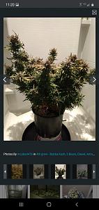 Click image for larger version

Name:	Screenshot_20200615-112021_Chrome.jpg
Views:	357
Size:	465.6 KB
ID:	417392