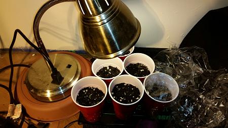 Click image for larger version

Name:	Seedling station.jpg
Views:	303
Size:	688.3 KB
ID:	396004