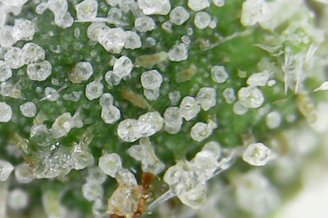 What is the absolute best trichome microscope out there? - Harvesting - I  Love Growing Marijuana Forum