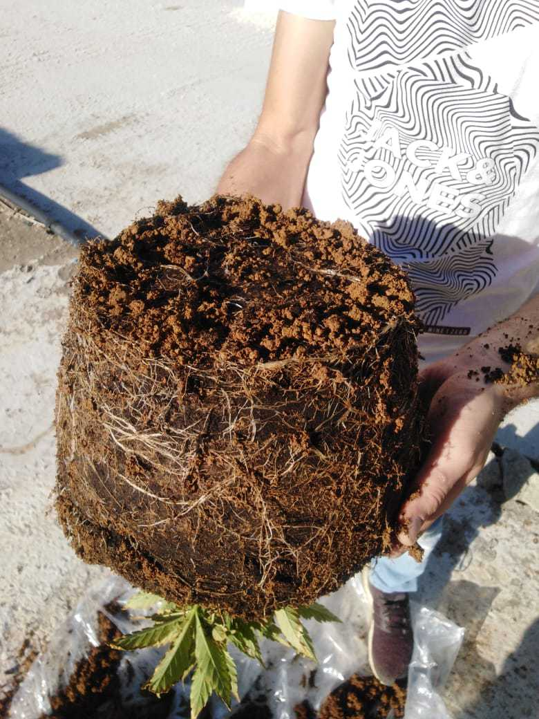 Click image for larger version

Name:	roots.png
Views:	172
Size:	1.41 MB
ID:	417704