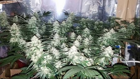 Click image for larger version

Name:	Jan 24 update flower room.jpg
Views:	522
Size:	211.7 KB
ID:	47235