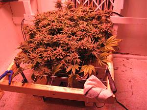 Click image for larger version

Name:	IMG_2355.JPG
Views:	196
Size:	3.53 MB
ID:	418467