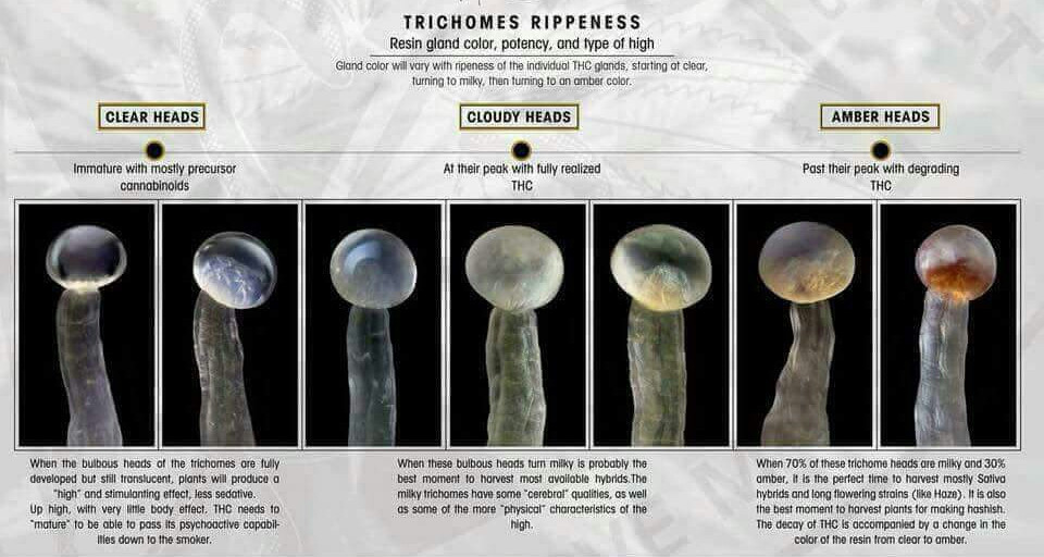 Click image for larger version

Name:	Trichome ripeness.jpg
Views:	175
Size:	130.0 KB
ID:	420438